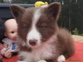 Border Collie perros Border collie. Machos - Anuncio 17