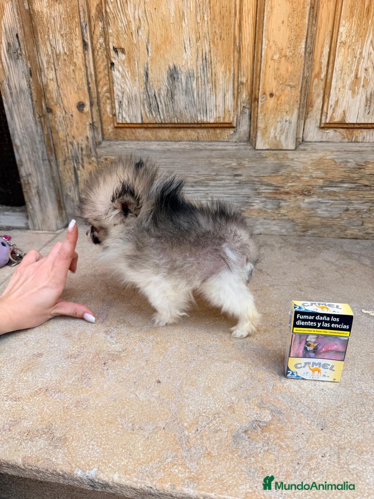 Pomerania perros Pomerania hembra enana - Anuncio 12