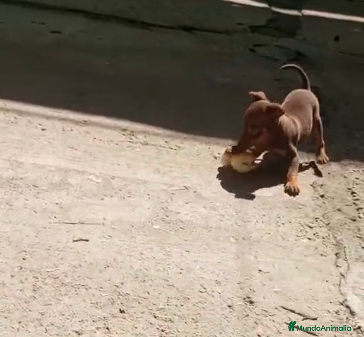 Pinscher Miniatura perros Macho pinscher chocolate 🐶🐾 - Anuncio 5
