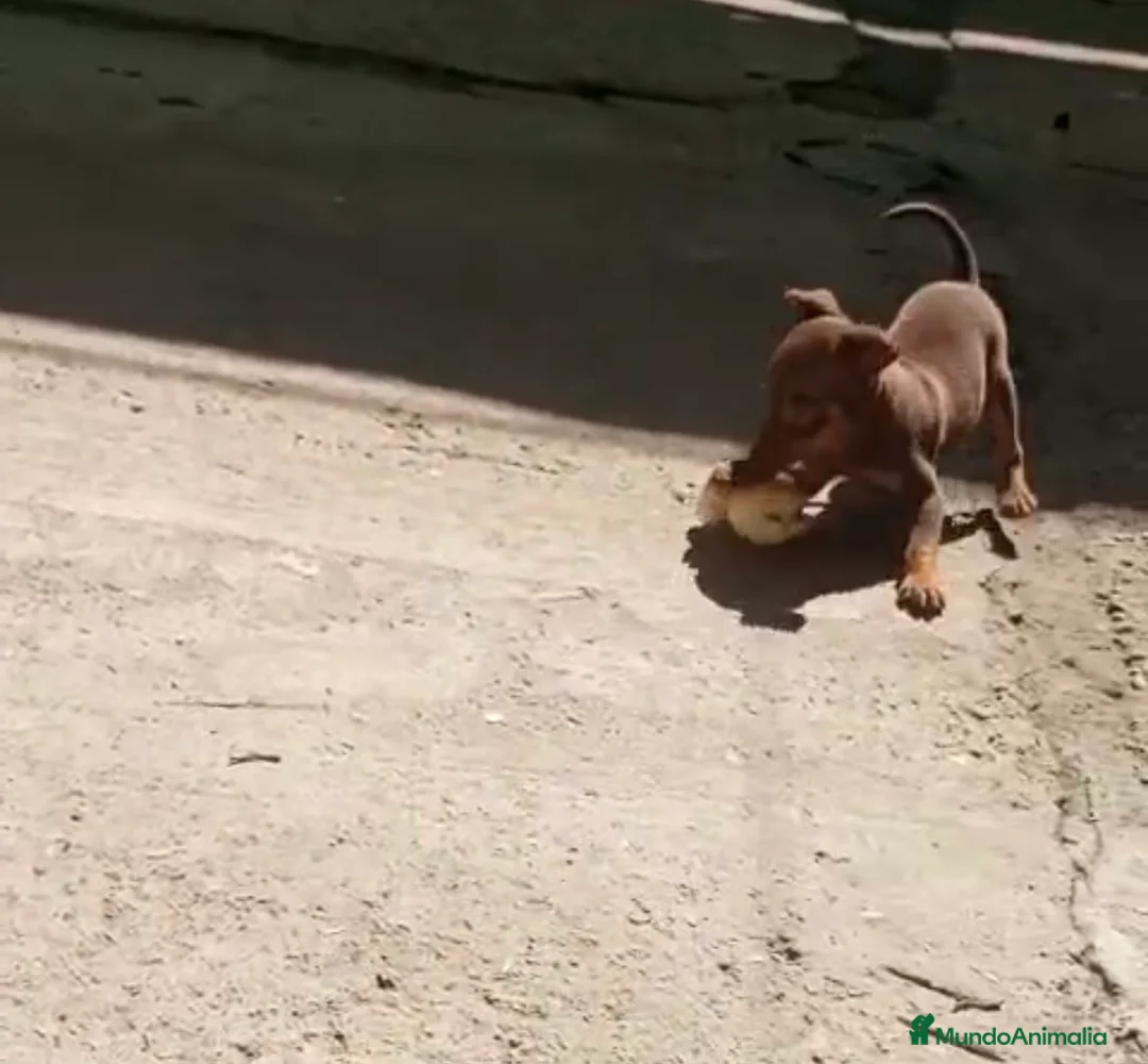 Pinscher Miniatura perros en venta: Macho pinscher chocolate 🐶🐾 en Barcelona - Anuncio 1