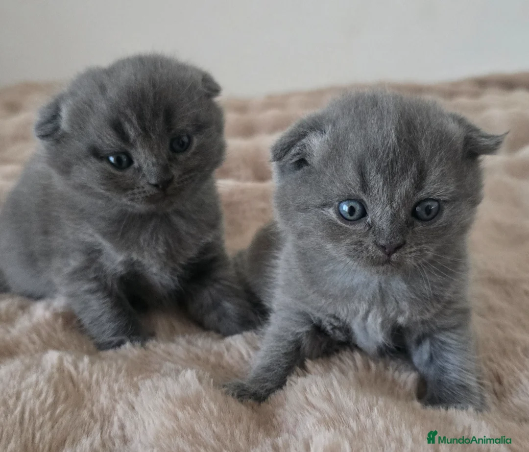 Scottish Fold gatos en venta: Gatcot.com - Anuncio 2