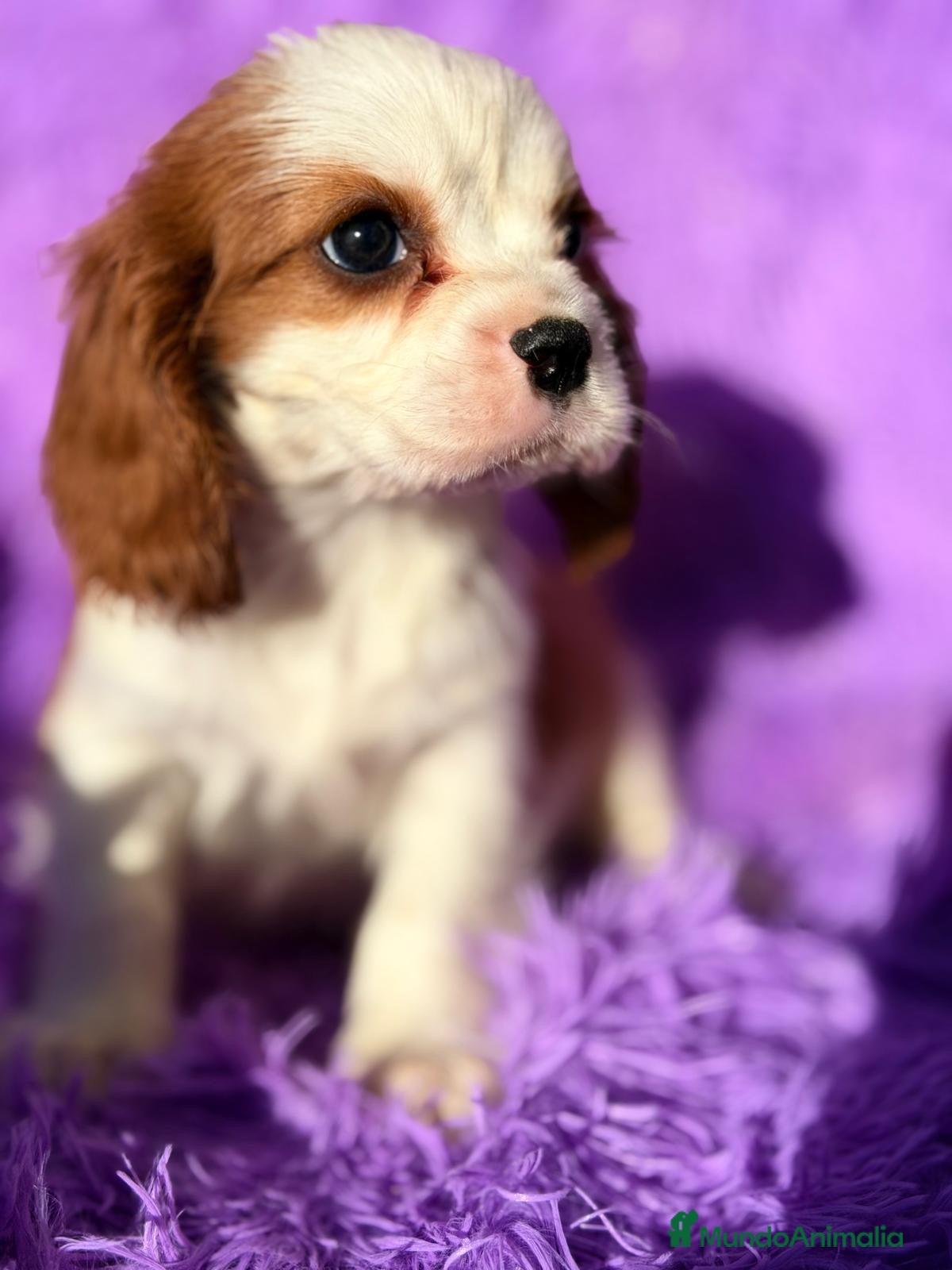 Cavalier King Charles Spaniel perros CAVALIER BLENHEIN Y TRICOLOR - Anuncio 3