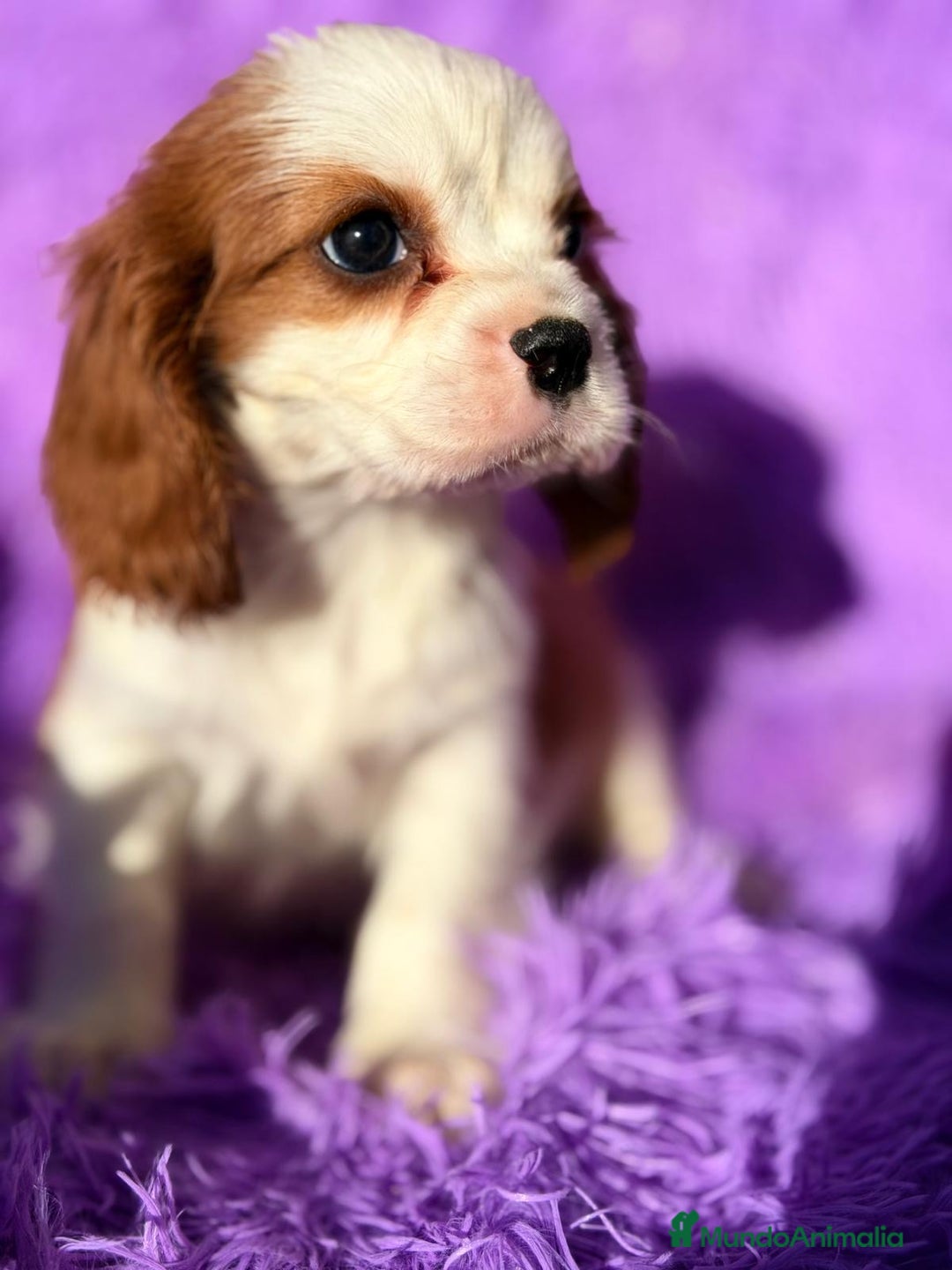 Cavalier King Charles Spaniel perros en venta: CAVALIER BLENHEIN Y TRICOLOR - Anuncio 1