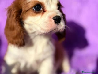 Cavalier King Charles Spaniel perros CAVALIER BLENHEIN Y TRICOLOR - Anuncio 3