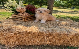Maltipoo perros en venta: Maltipoo Macho disponible  - Imagen 3