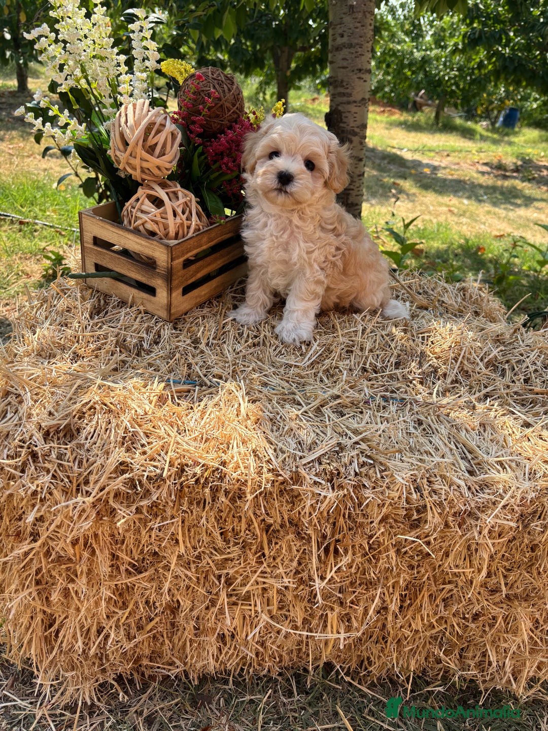Maltipoo perros en venta: Maltipoo Macho disponible  - Imagen 3