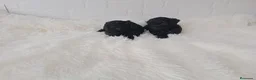 Chihuahua perros en venta: PRECIOSOS CHIHUAHUA RUSO Y ASIÁTICO   - Anuncio 14