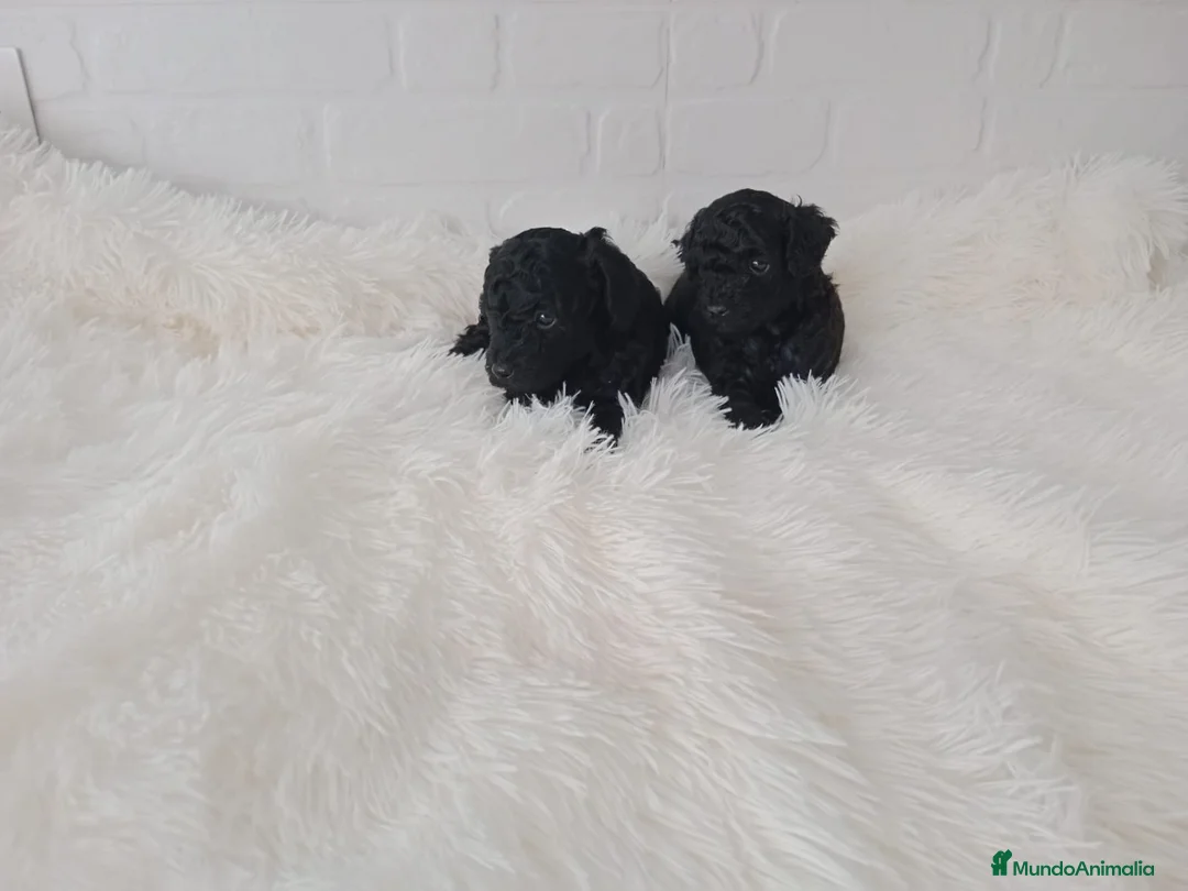 Chihuahua perros en venta: PRECIOSOS CHIHUAHUA RUSO Y ASIÁTICO   - Anuncio 14