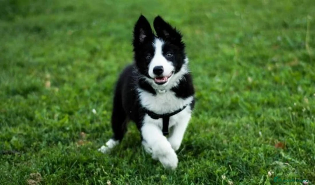 Imagen de galería {{count}}