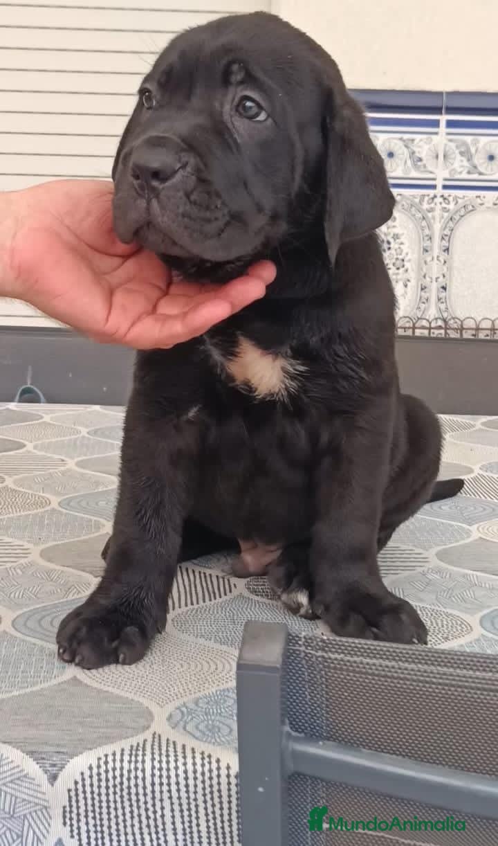 Cane Corso perros CAMADA CANE CORSO GRAN CALIDAD  - Anuncio 1