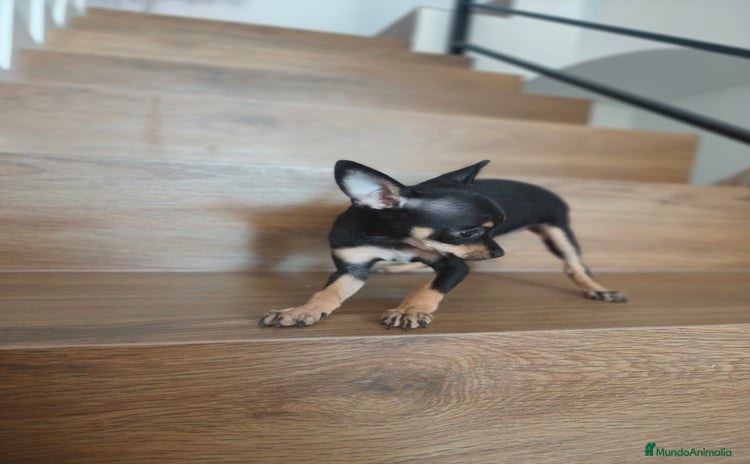 Pinscher Miniatura perros - Anuncio 3