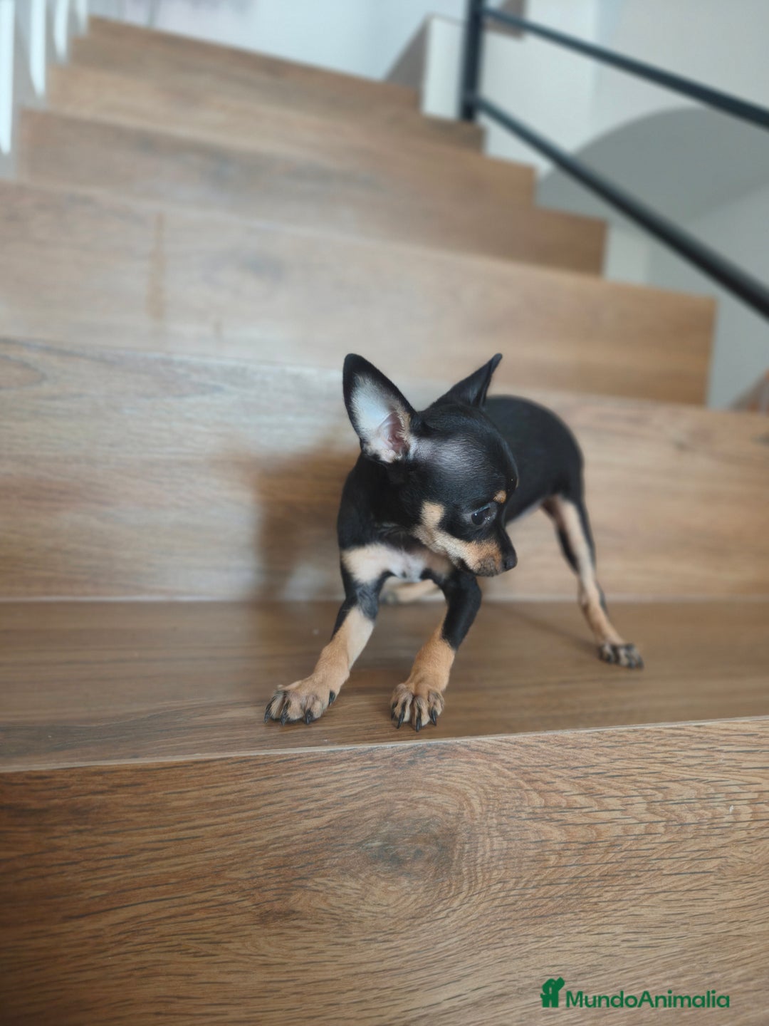 Pinscher Miniatura perros en venta: Mini Pincher espectacular!! - Imagen 1