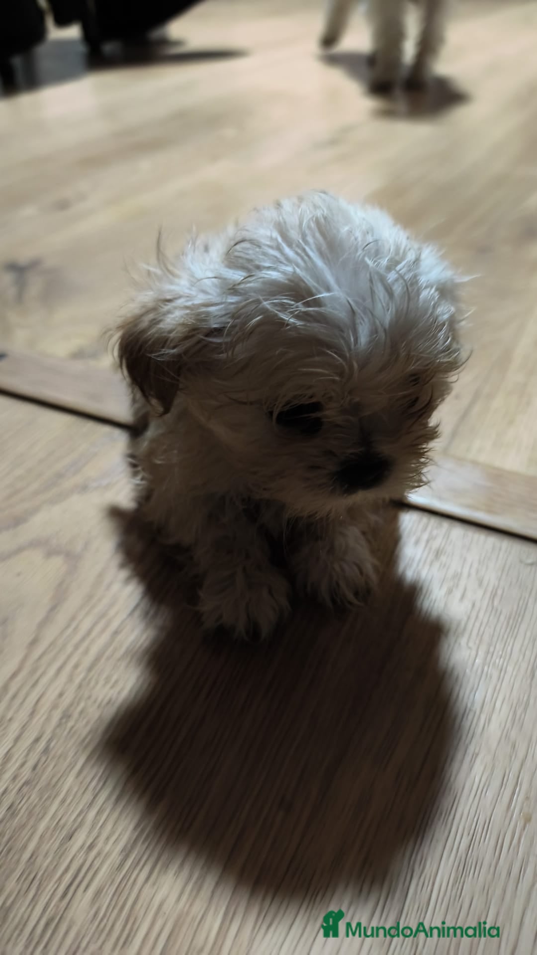 Raza Mixta perros Bichón maltés maltipoo - Anuncio 5