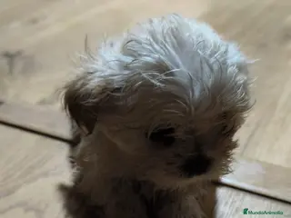 Raza Mixta perros Bichón maltés maltipoo - Anuncio 5