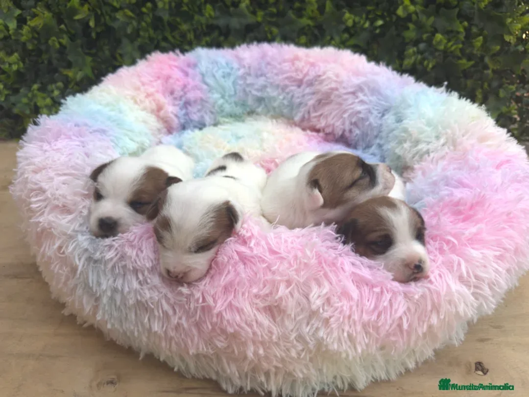 Jack Russell Terrier perros en venta: CACHORROS JACK RUSSELL - Imagen 2