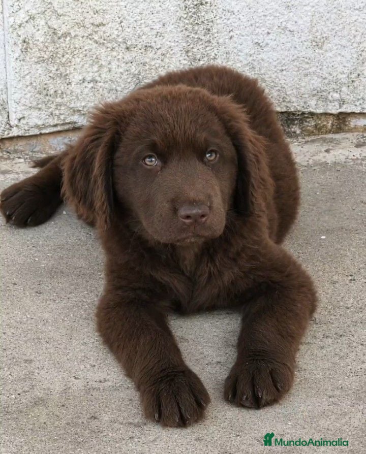 Labrador Retriever perros Labrador retriever  - Anuncio 10