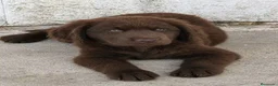 Labrador Retriever perros en venta: Labrador retriever  en Sevilla - Anuncio 4