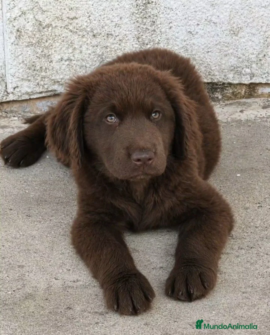 Labrador Retriever perros en venta: Labrador retriever  - Anuncio 1