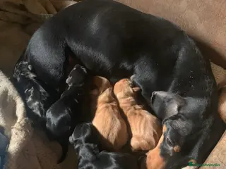 Teckel Miniatura perros Camada teckel miniatura pelo corto - Anuncio 1