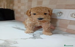 Caniche Enano perros en venta: Caniche pimentón y apricot  - Imagen 6