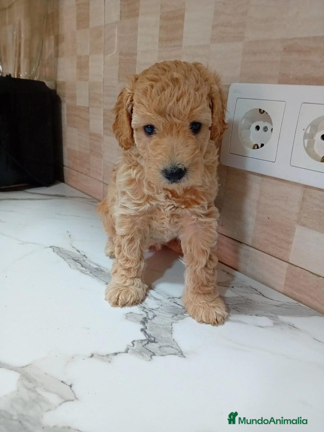 Caniche Enano perros en venta: Caniche pimentón y apricot  - Imagen 6