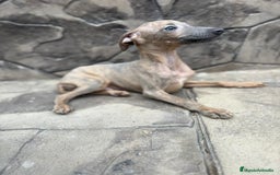Whippet perros en venta: Whippet  - Imagen 8