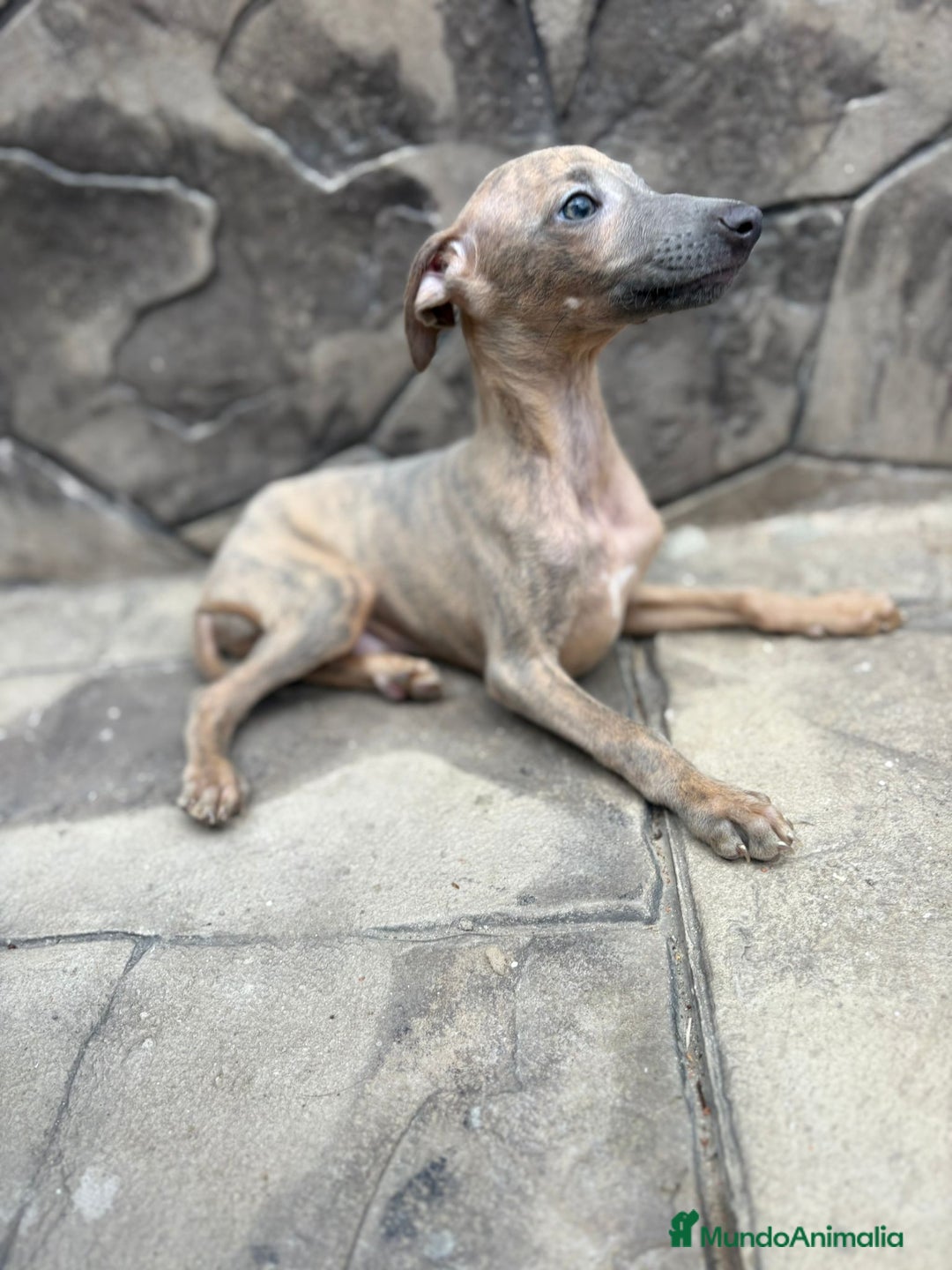 Whippet perros en venta: Whippet  - Imagen 8