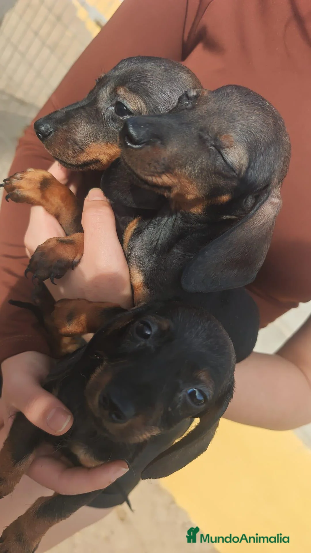 Teckel Miniatura perros en venta: Preciosos teckel miniatura - Anuncio 2