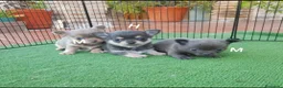 Chihuahua perros en venta: Exclusivos cachorros de chihuahua - Anuncio 9