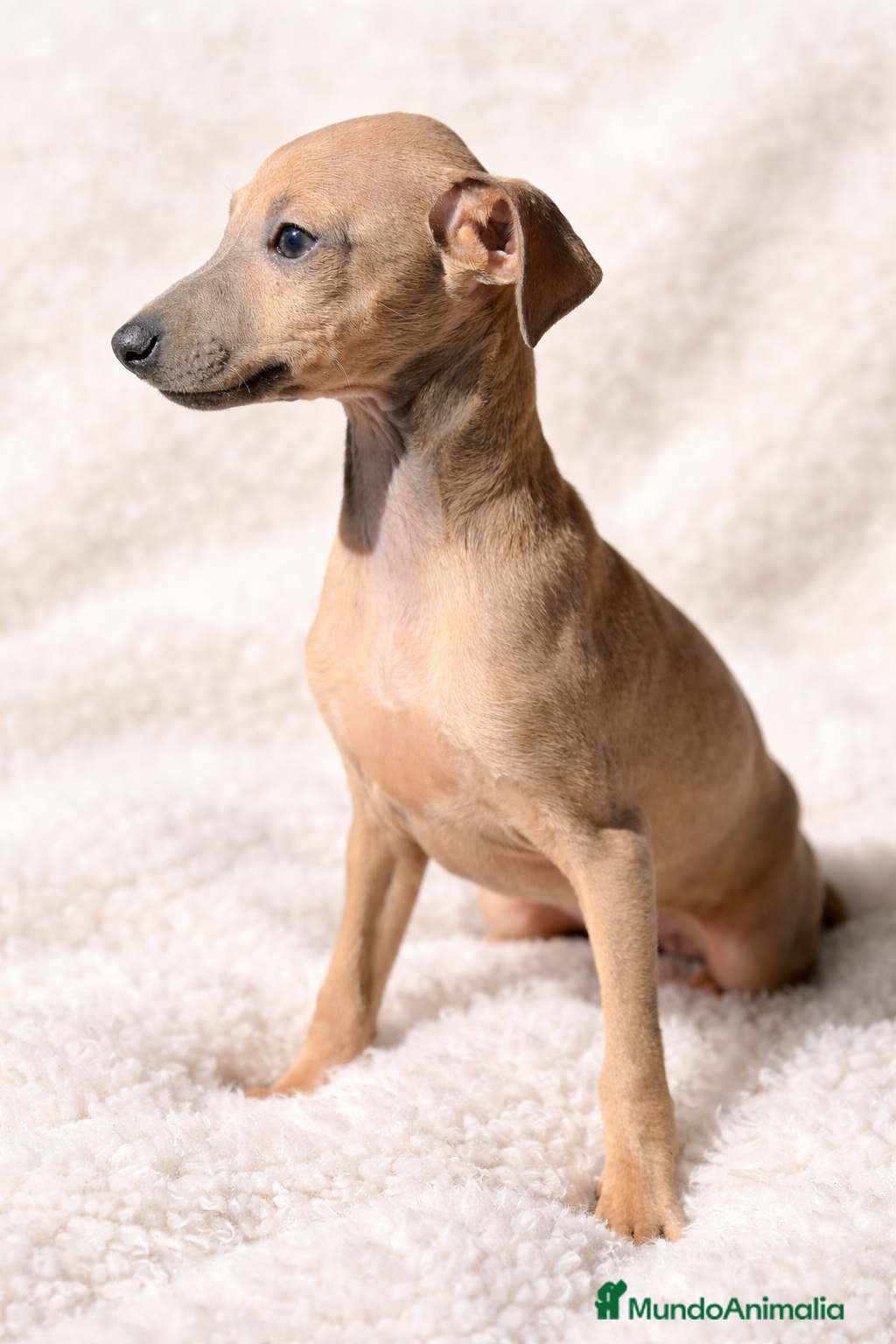 Pequeño Lebrel Italiano perros Piccolo Isabella  - Anuncio 6