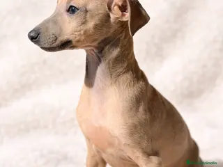 Pequeño Lebrel Italiano perros Piccolo Isabella - Anuncio 6