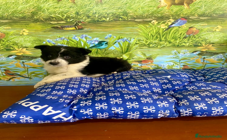 Border Collie perros - Propaganda 8