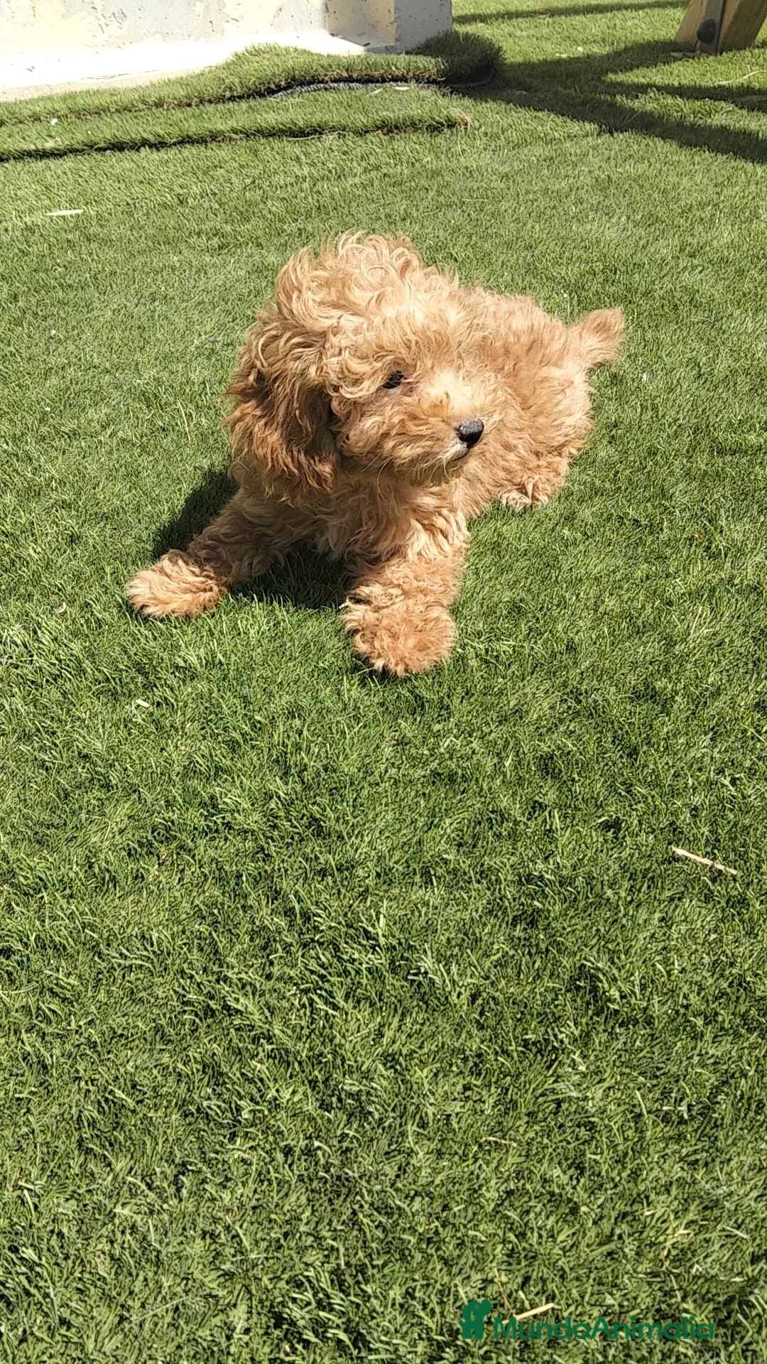 Caniche Toy perros en venta: Caniche  - Anuncio 2