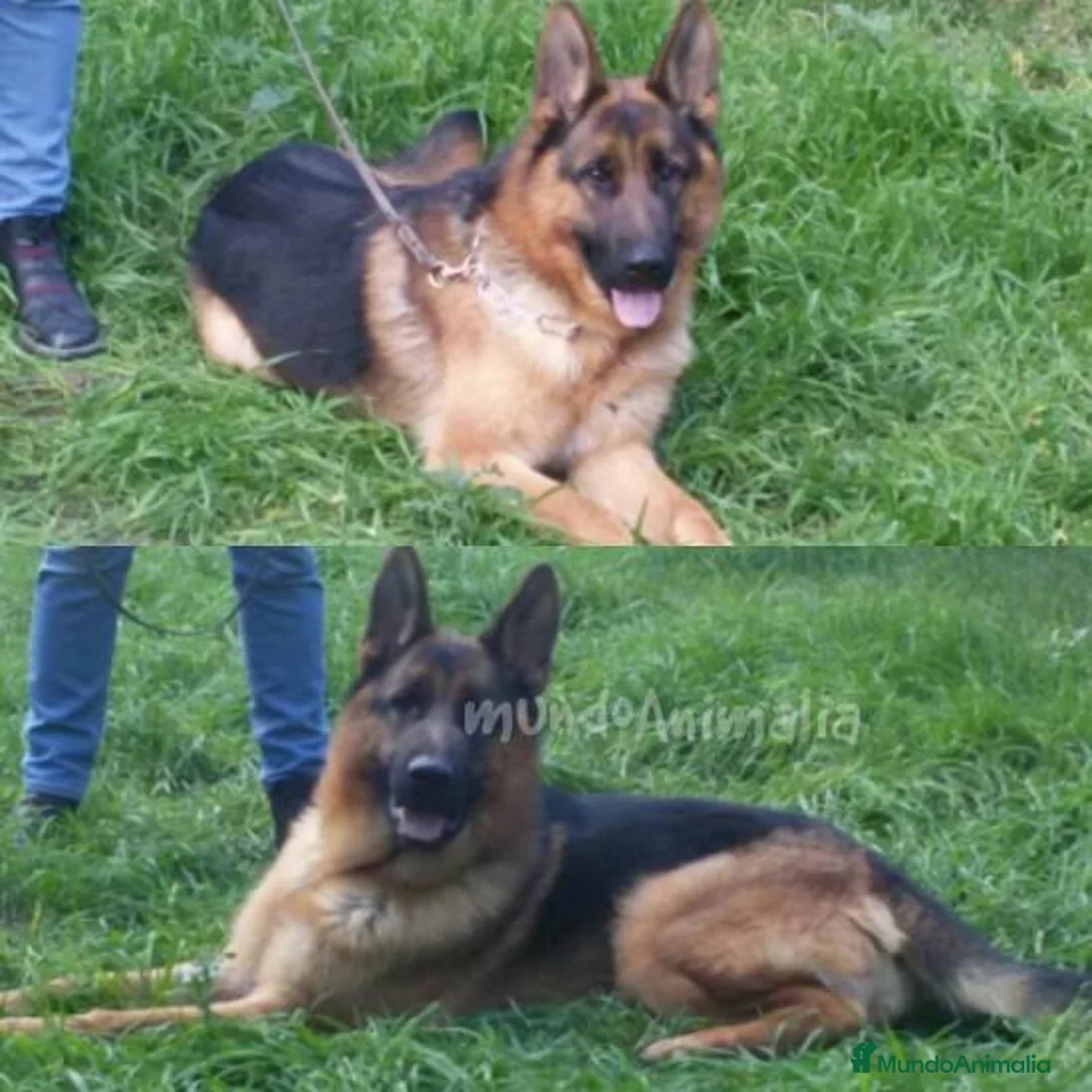 Imagen de galería {{count}}