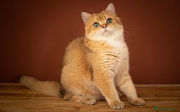 Británico de Pelo Corto gatos en adopcion: British shorthair chocolate golden pura raza - Imagen 2