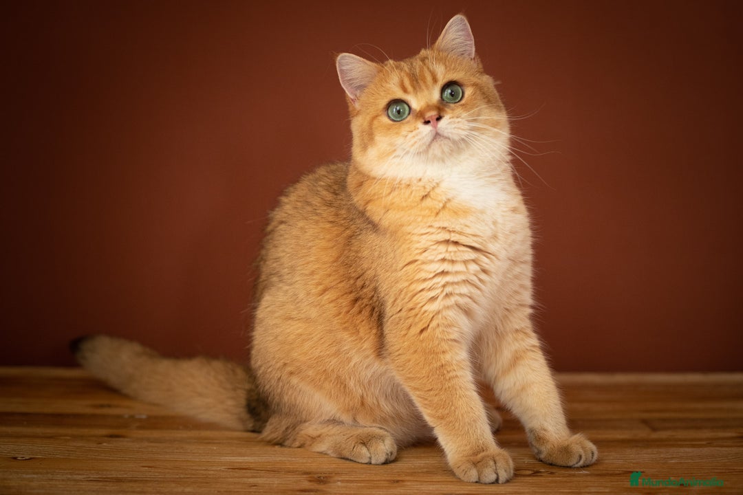 Británico de Pelo Corto gatos en adopcion: British shorthair chocolate golden pura raza - Imagen 2