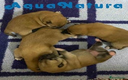 Shiba Inu perros en venta: Shiba Inu Camada de Alba y Simbad AQUANATURA - Imagen 4