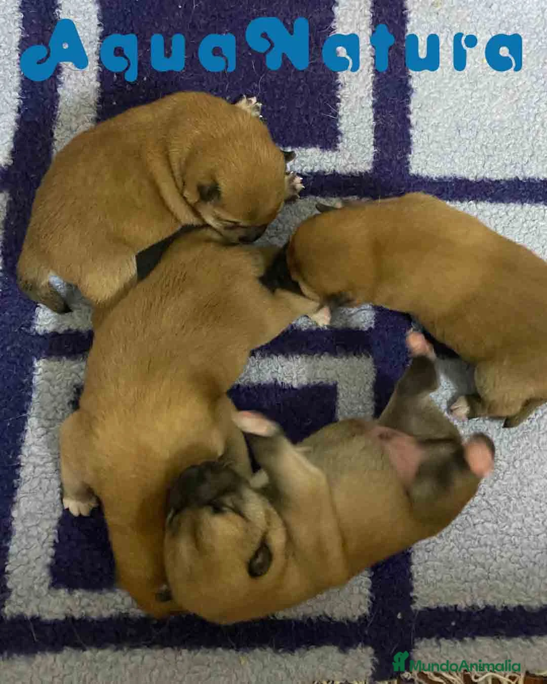 Shiba Inu perros en venta: Shiba Inu Camada de Alba y Simbad AQUANATURA - Anuncio 4