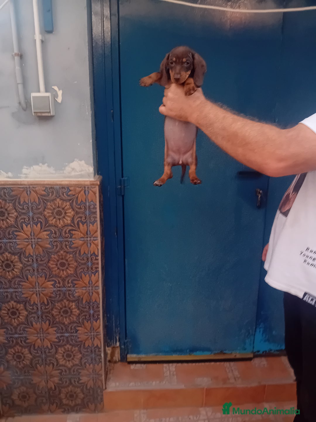 Teckel Miniatura perros en venta: ‼️hembritas de teckel kaninchen  - Imagen 3