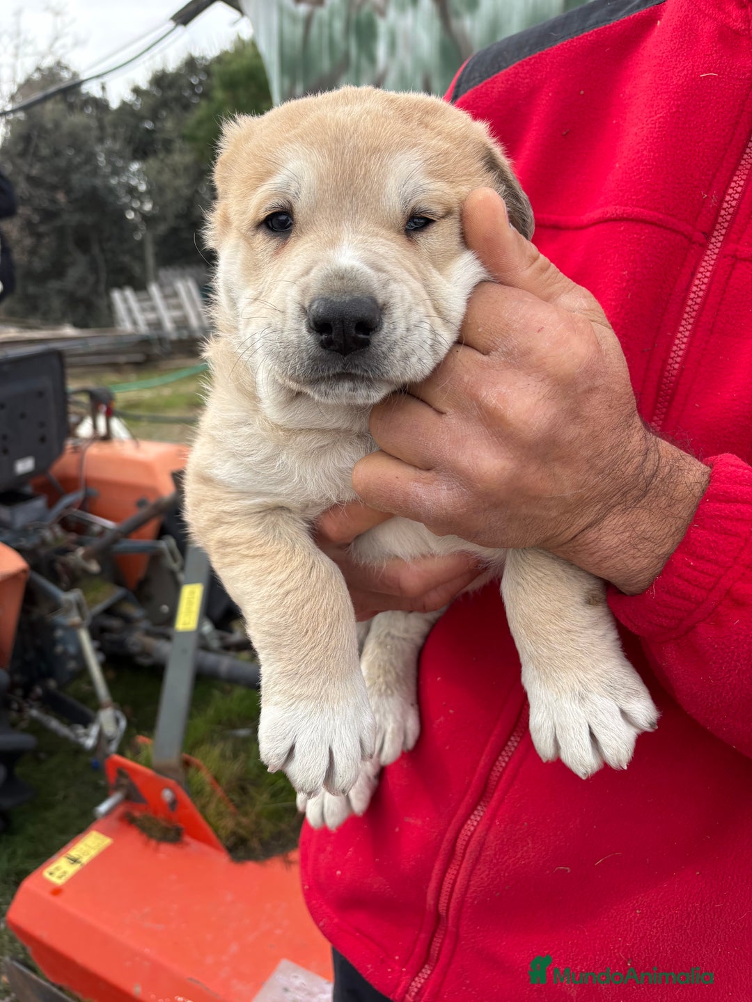 Mastín Español perros en venta: Macho mastín Español cachorro - Anuncio 15