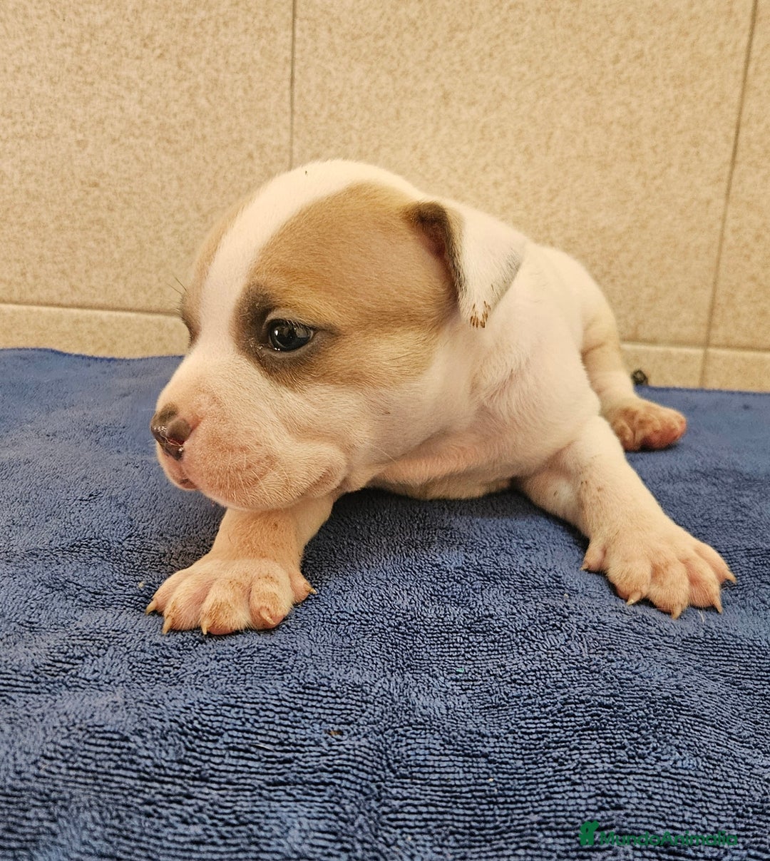 American Bully perros en venta: American bully - Imagen 1