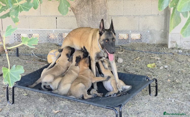 Pastor Belga Malinois perros - Anuncio 1