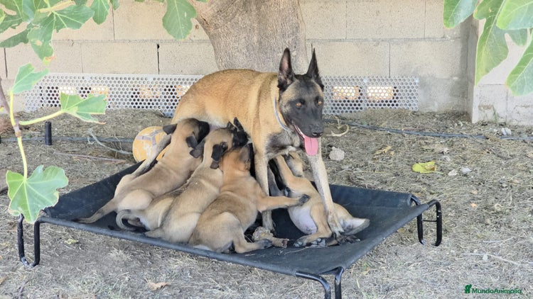 Pastor Belga Malinois perros - Anuncio 1