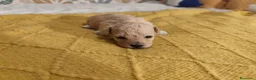 Caniche Toy perros en venta: Caniches PraoToro  en Zaragoza - Anuncio 2