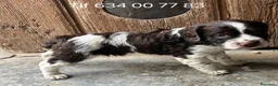 Épagneul Breton perros en venta: Excelentes cachorros spaniel bretón  - Anuncio 2