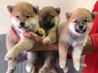 Shiba Inu perros en Madrid - Anuncio 12