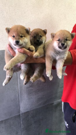 Shiba Inu perros en Madrid - Anuncio 12