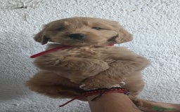Goldendoodle perros en venta: Goldendoodle - Imagen 4