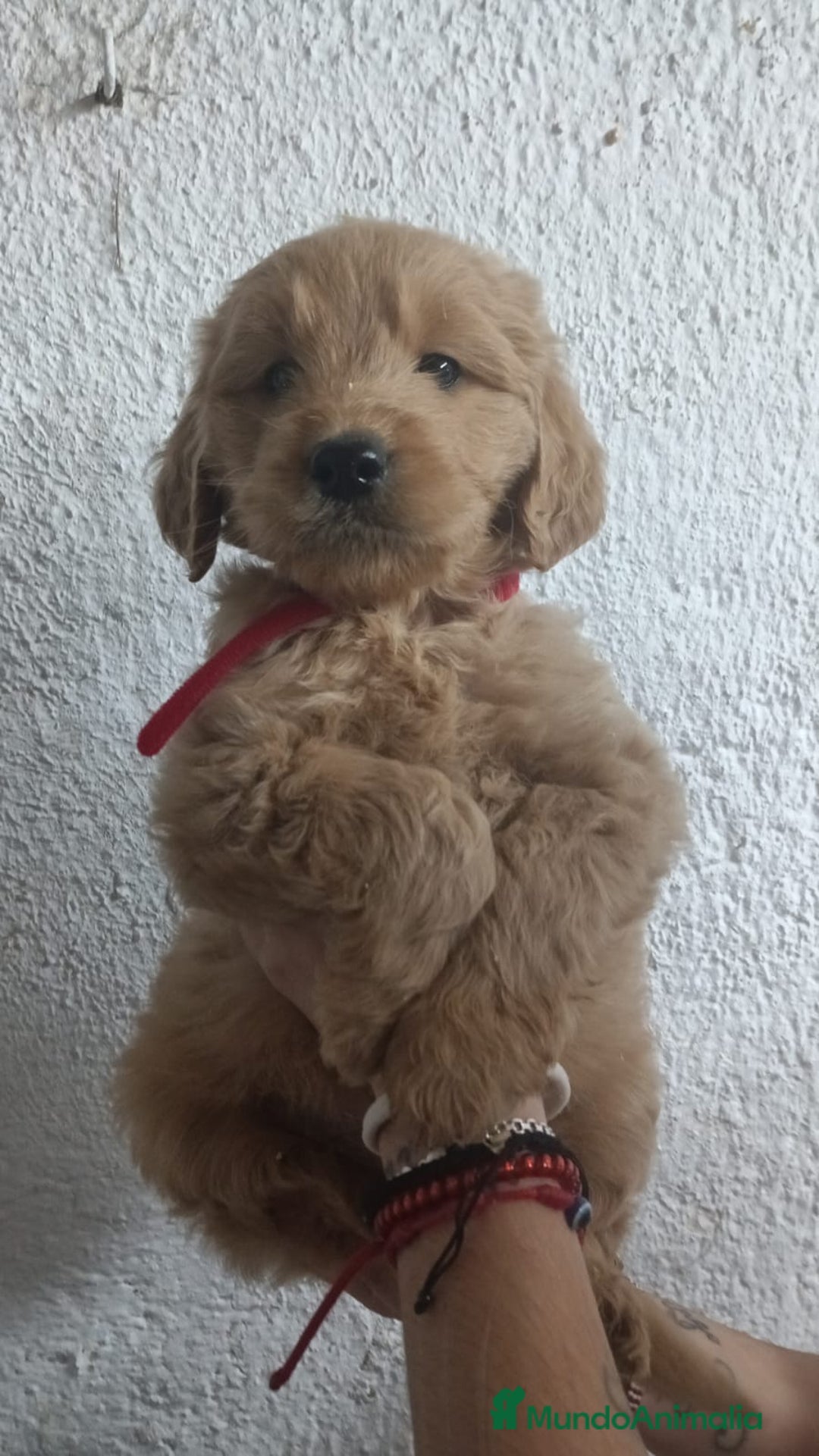 Goldendoodle perros en venta: Goldendoodle - Imagen 4