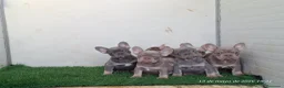 Bulldog Francés perros en venta: Cachorros de Bulldog Francés - Anuncio 4